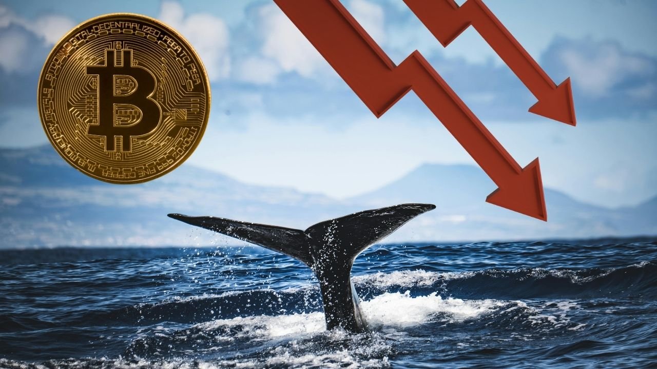 Bitcoin’s Sharp Drop Is Classic Whale Manipulation, Not the End of the Story
