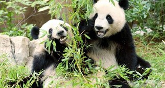 China Yanks Away Japan’s Last Pandas