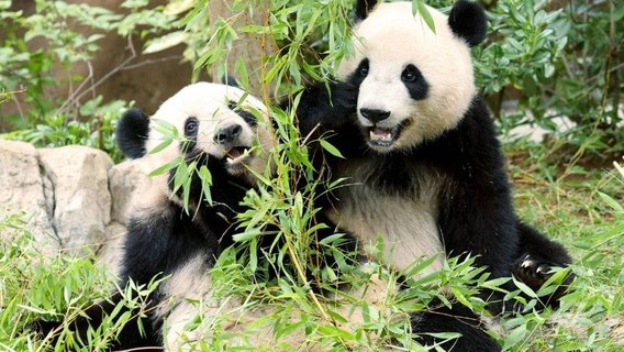 China Yanks Away Japan’s Last Pandas